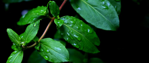 什么是肺气肿 (1).jpg