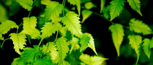 什么是肺气肿 (2).jpg